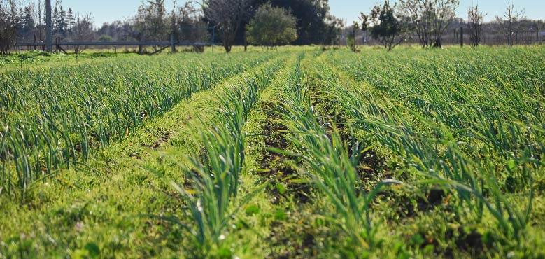 Soil Born Farms – connecting food, health and the environment