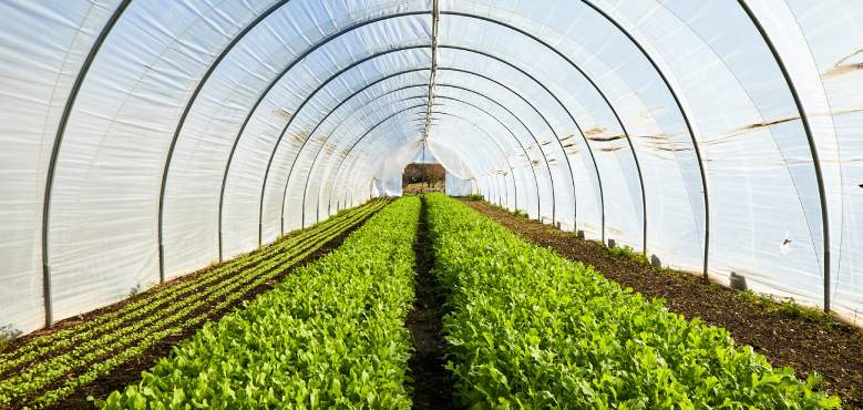 Photo of new plants in a greenhouse at Soil Born Farms