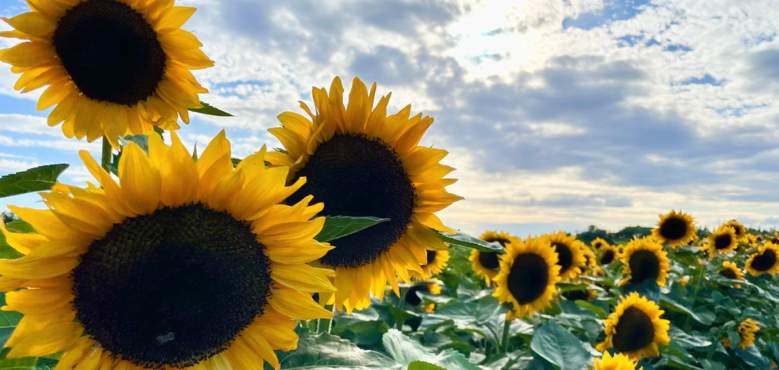 Photograph of field of sunflowers by Gina Marraccini